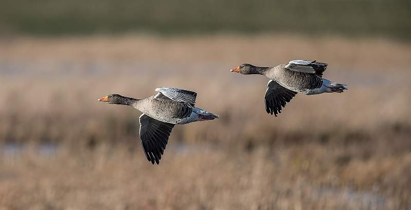 Set3.3 Canada Geese in Flight_Roger Hance.jpg - 2018 Exhibition- Set of Three